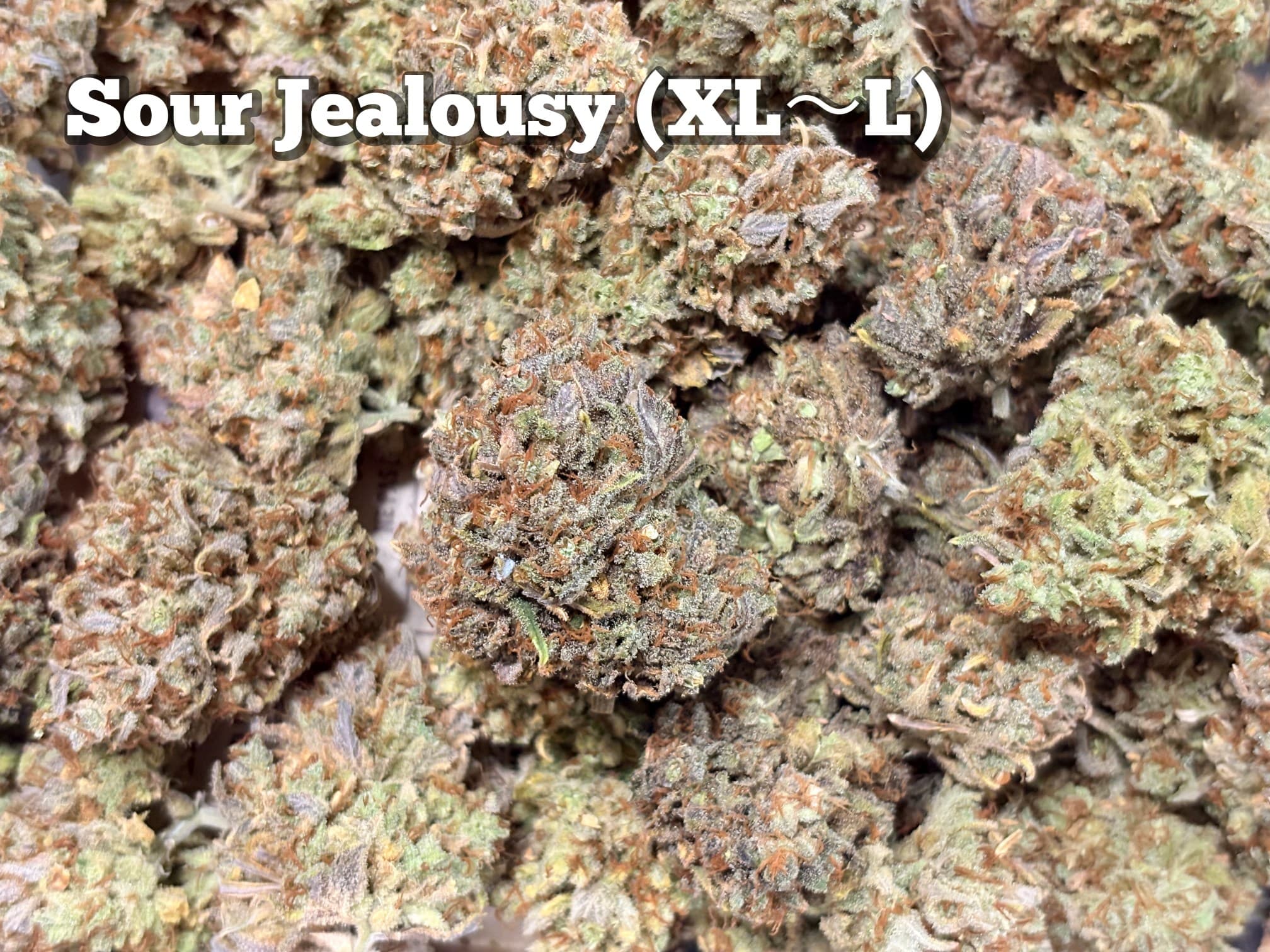 Sour Jealousy（XL〜L）