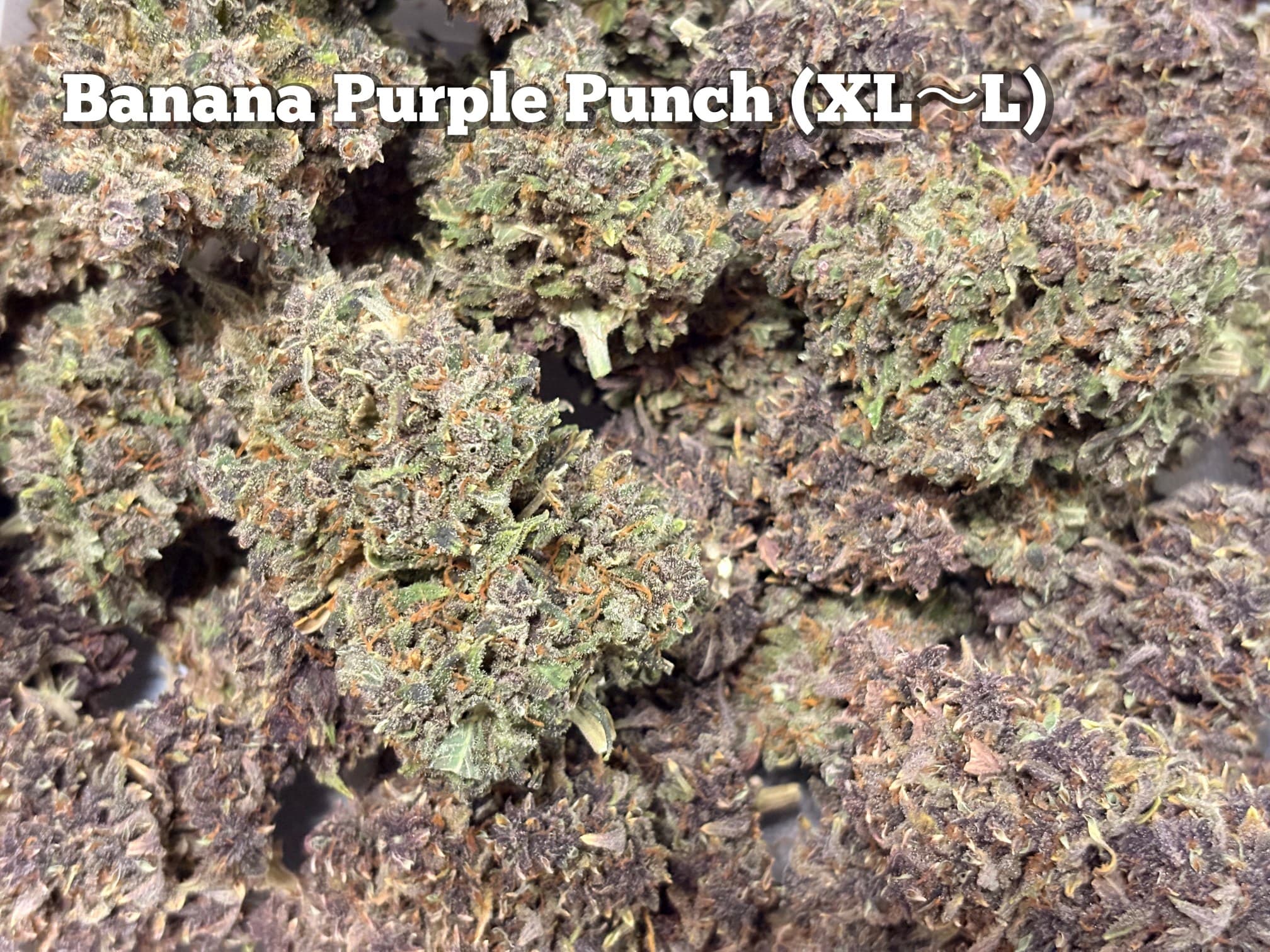 Banana Purple Punch（ XL〜L）