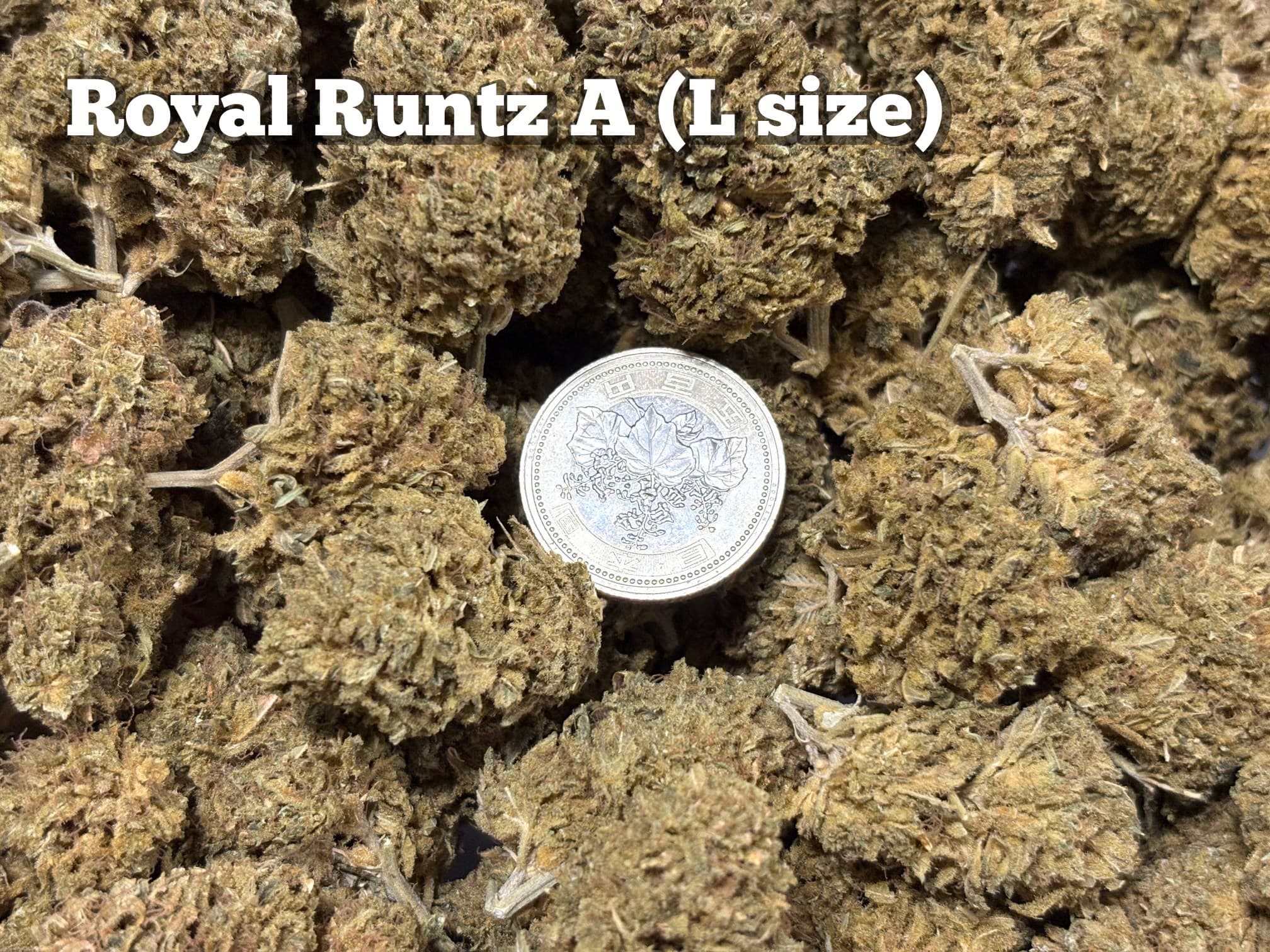 Royal Runtz A（Lサイズ）