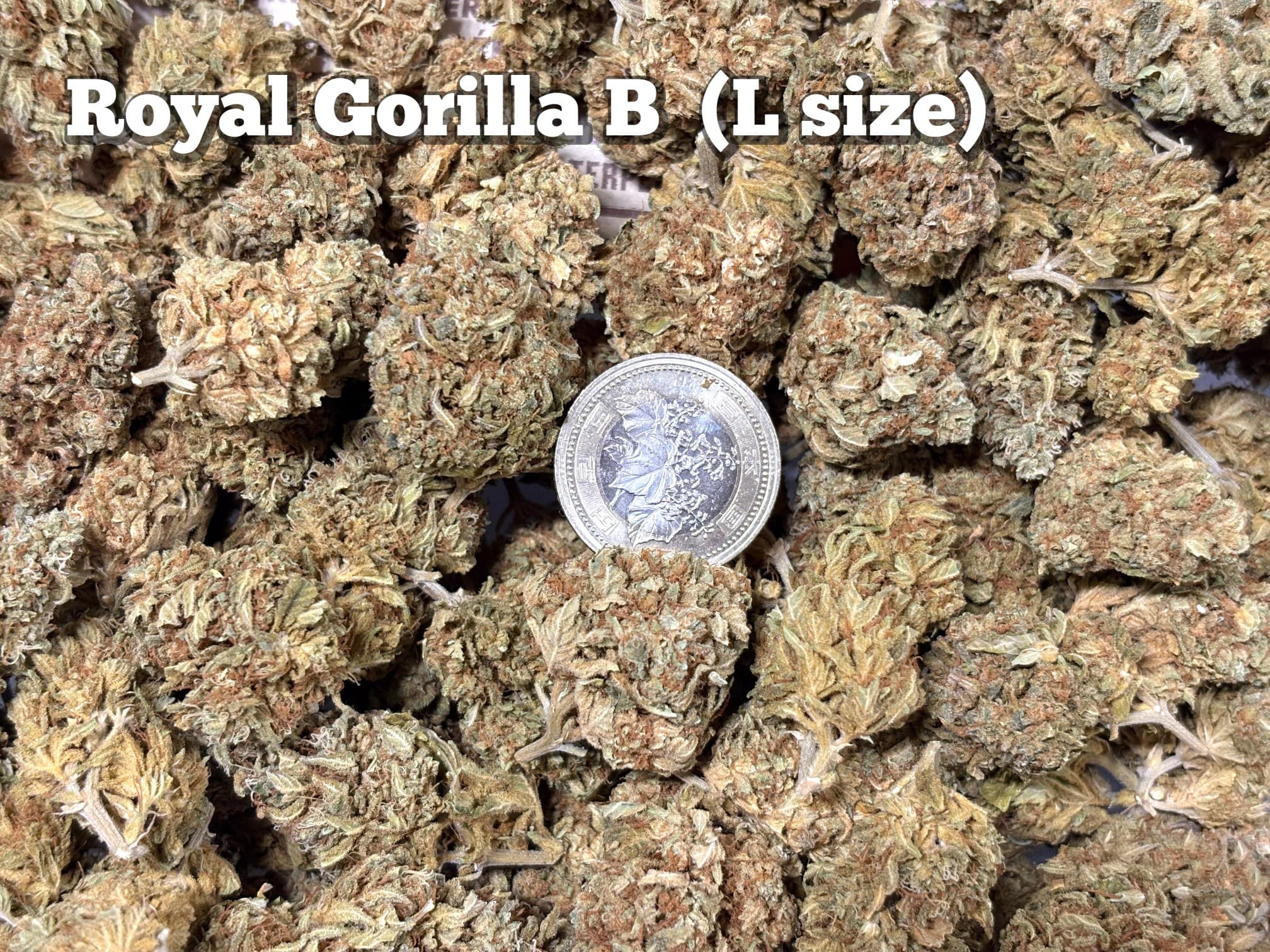 Royal Gorilla B（Lサイズ）