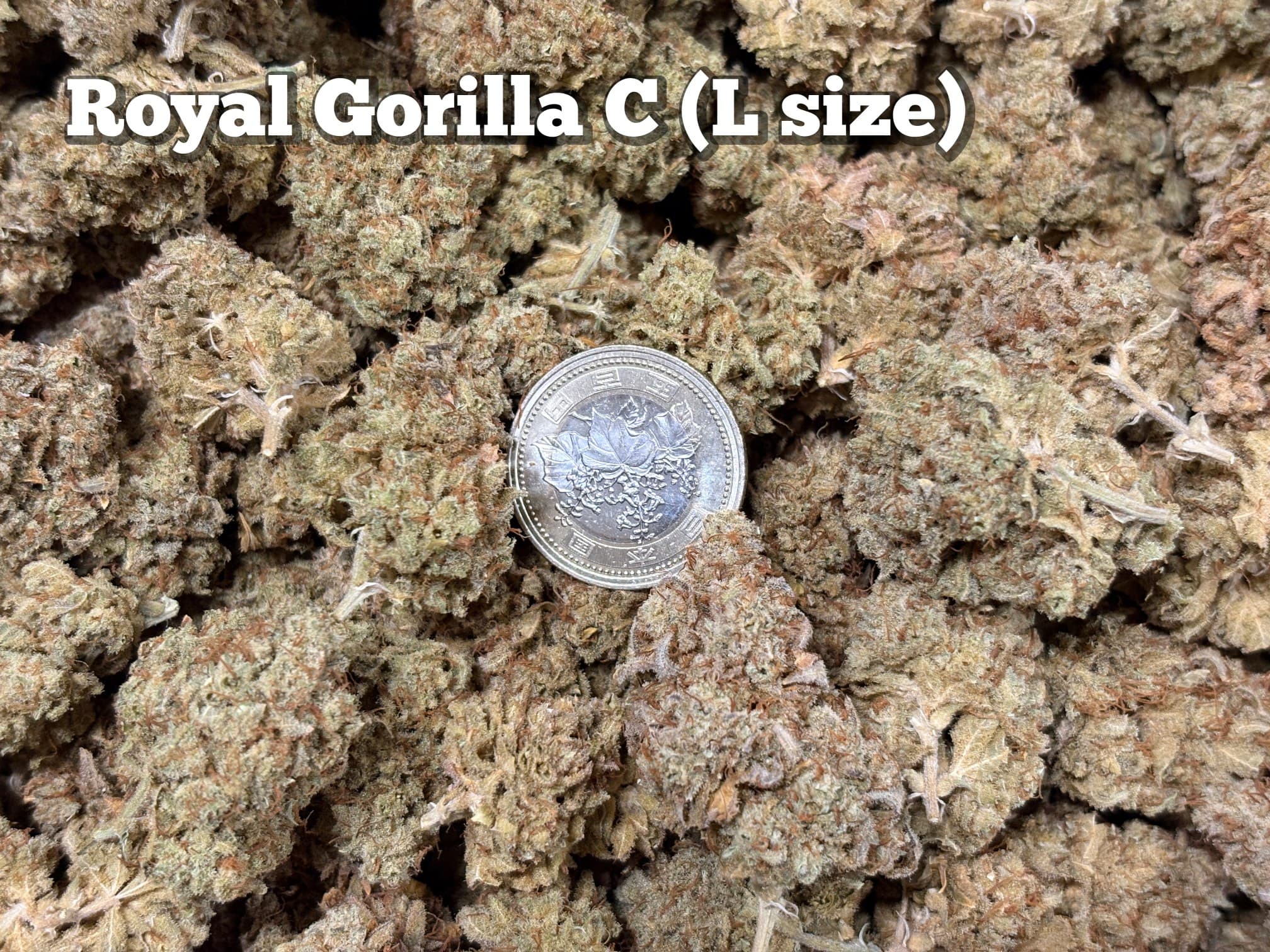 Royal Gorilla C（Lサイズ）