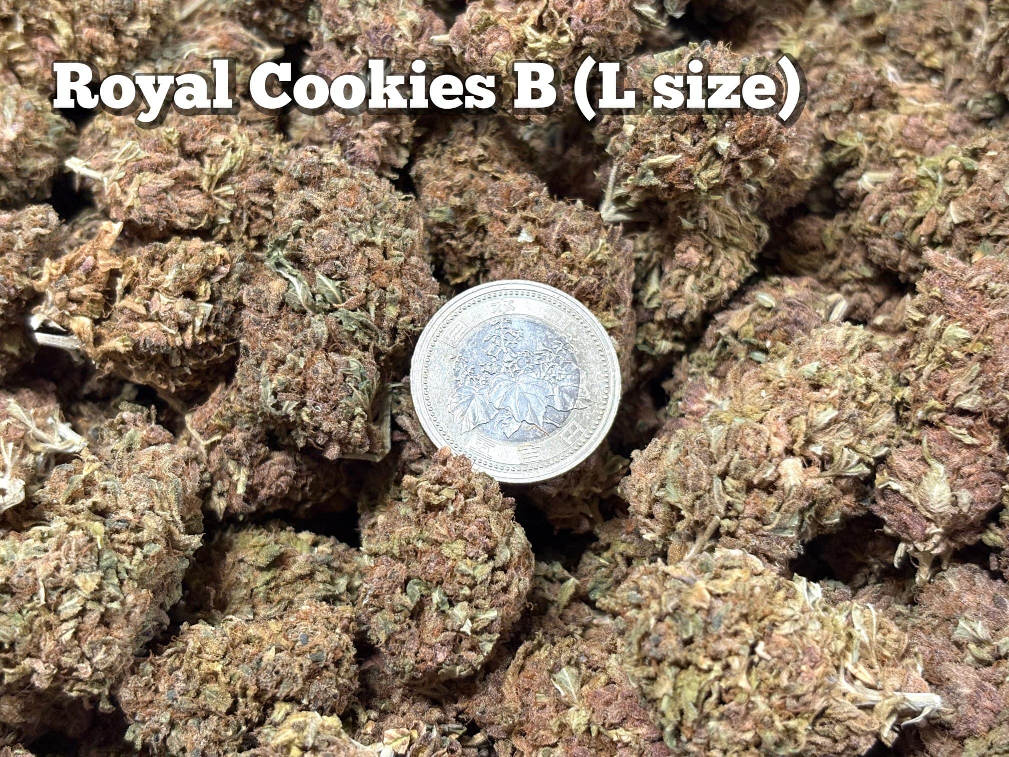 Royal Cookies B（Lサイズ、パープルバッズ）