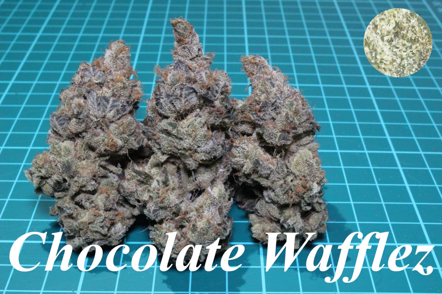 Chocolate Wafflez