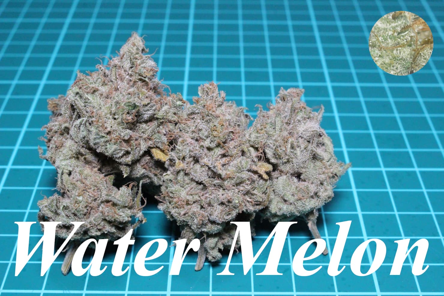 Water Melon