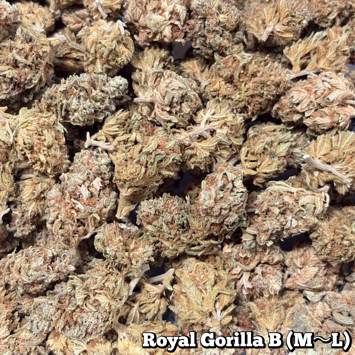 残5g…🥦Royal Gorilla B（M〜Lサイズ）