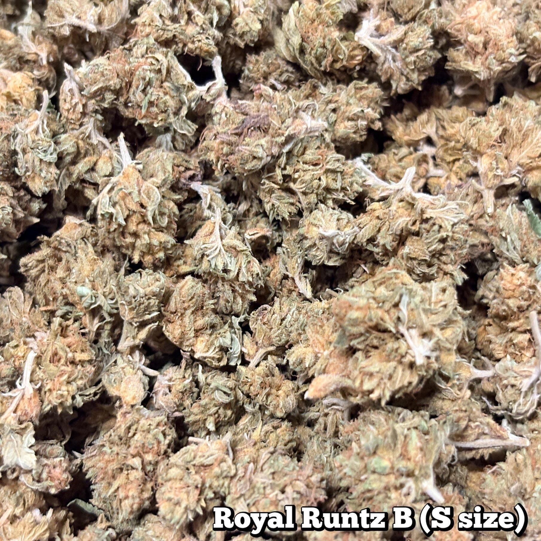 🥦Royal Runtz B(Sサイズ)