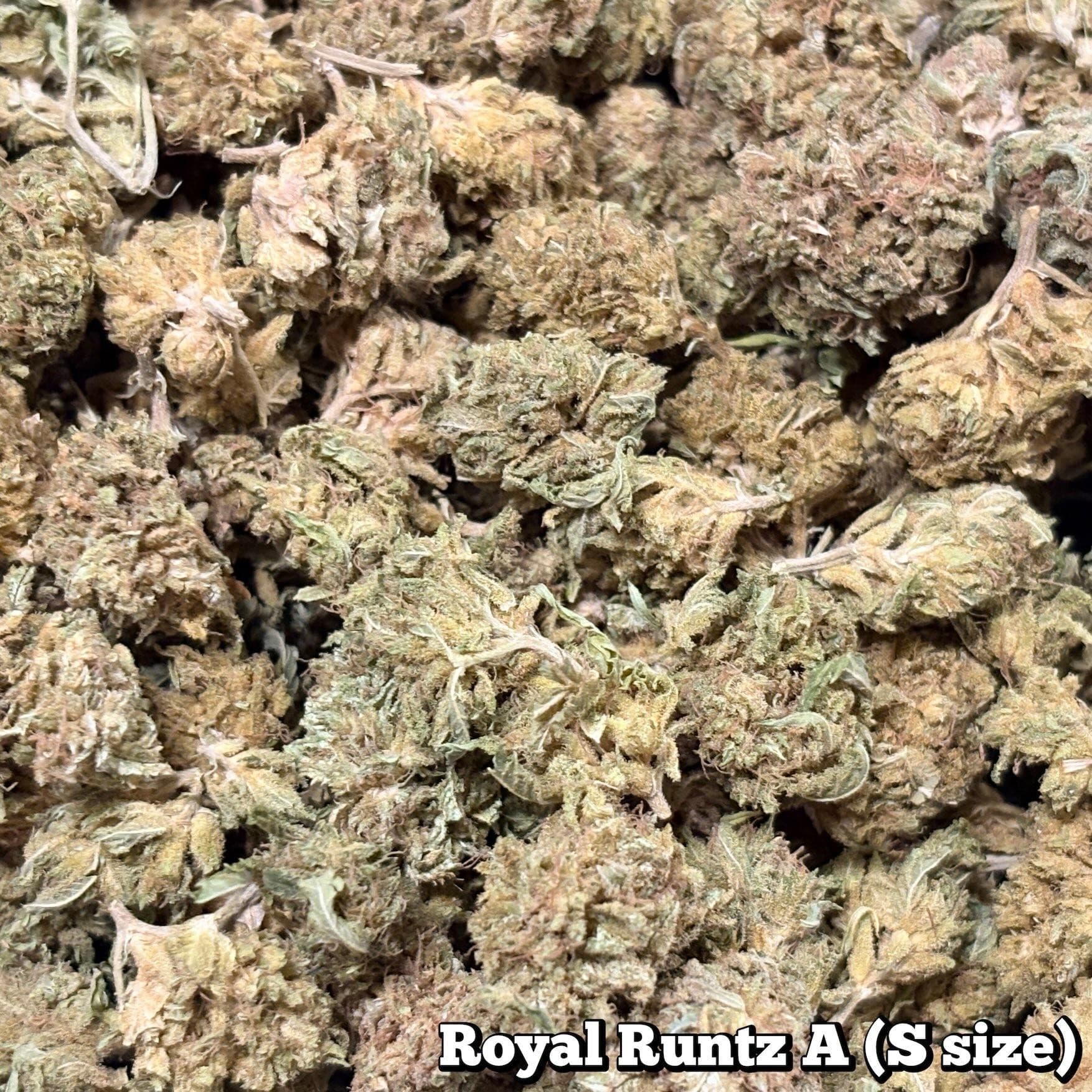 🥦Royal Runtz A(Sサイズ)