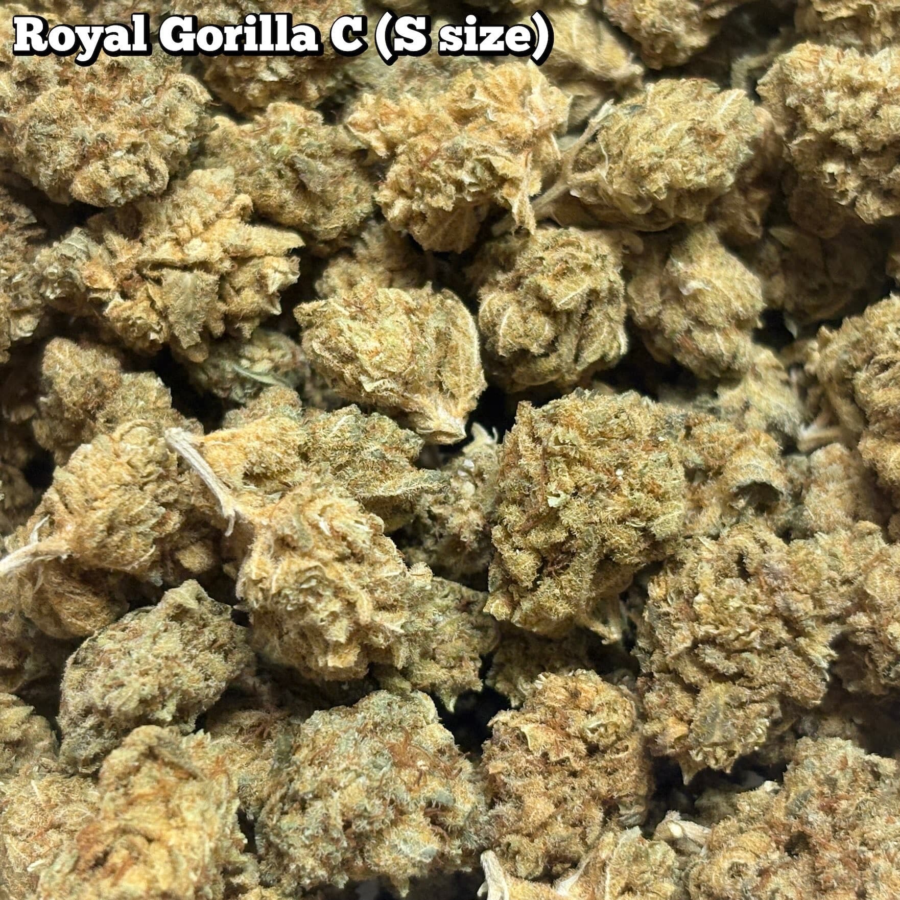 残2g…🥦Royal Gorilla C(Sサイズ)